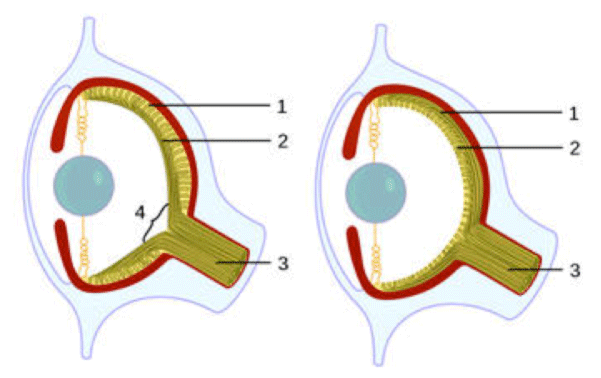 eyecomp